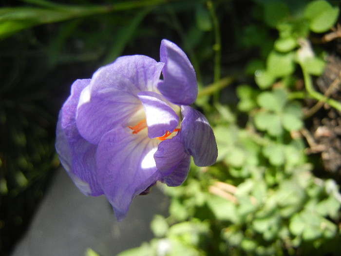 Crocus speciosus (2012, October 18)