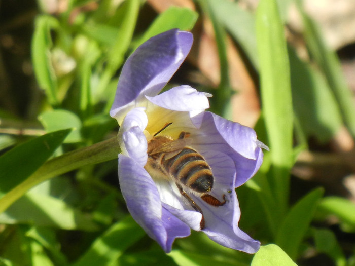 Crocus speciosus (2012, October 18) - CROCUS Speciosus