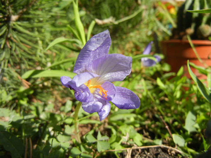 Crocus speciosus (2012, October 18)