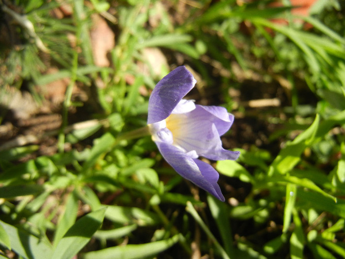 Crocus speciosus (2012, October 18) - CROCUS Speciosus