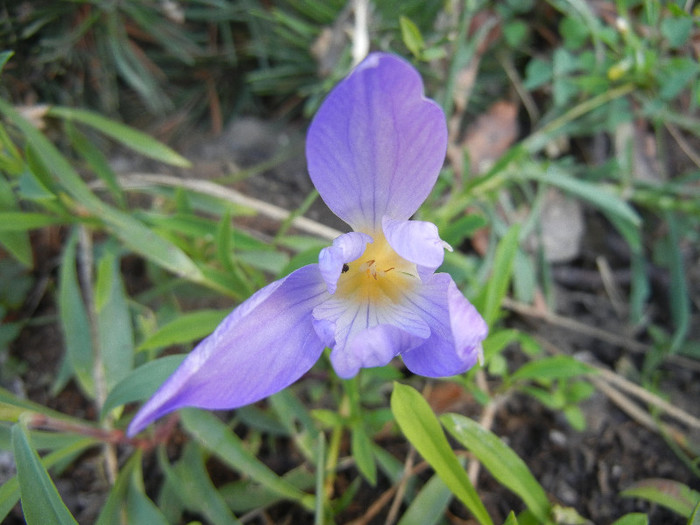 Crocus speciosus (2012, October 19)