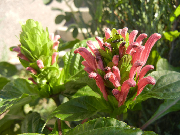 Brazilian Plume Flower (2012, Oct.19)