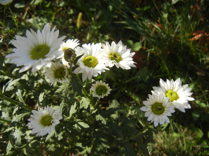 Chrysanth Picomini White (2012, Oct.19) - Chrysanth Picomini White