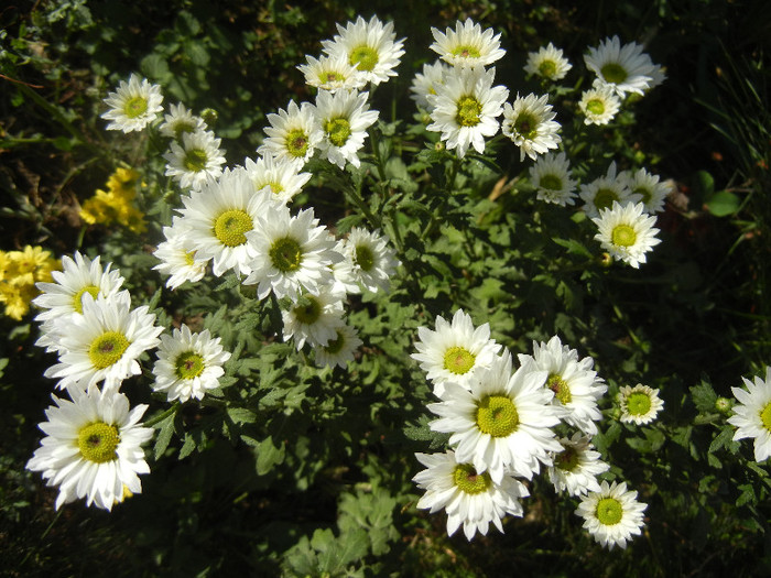 Chrysanth Picomini White (2012, Oct.19) - Chrysanth Picomini White