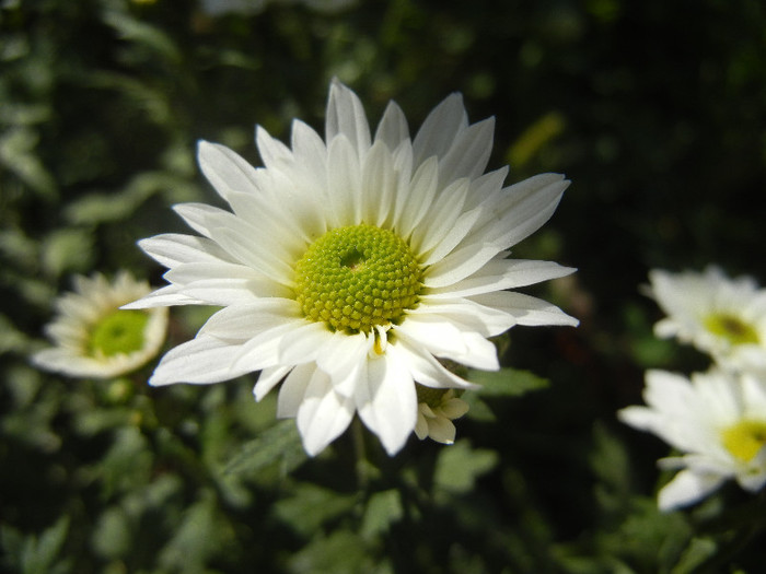 Chrysanth Picomini White (2012, Oct.19) - Chrysanth Picomini White
