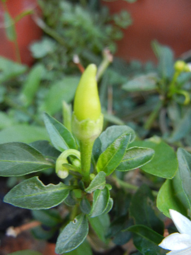 Hungarian Chili Pepper (2012, Sep.28)