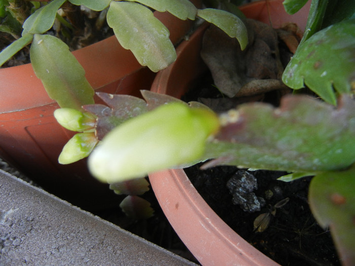 White Christmas Cactus (2012, Oct.18)