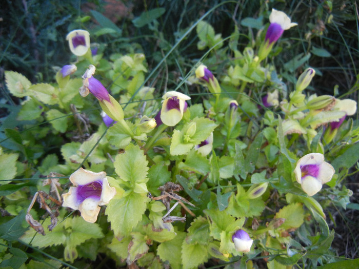 Torenia Gilded Grape (2012, Oct.18) - TORENIA Gilded Grape