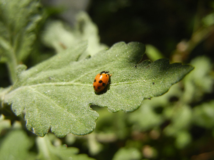 Ladybug on Chrysanth (2012, Oct.19) - Ladybug Red