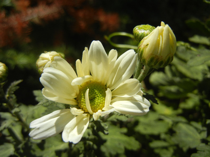 White & Yellow Chrysanth (2012, Oct.19) - White Yellow Chrysanthemum