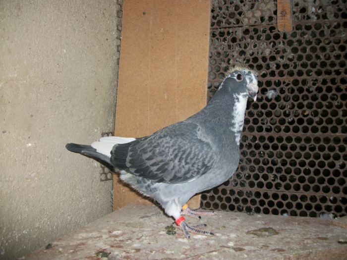 100_3953 - PUI 2012