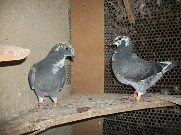100_3955 - PUI 2012