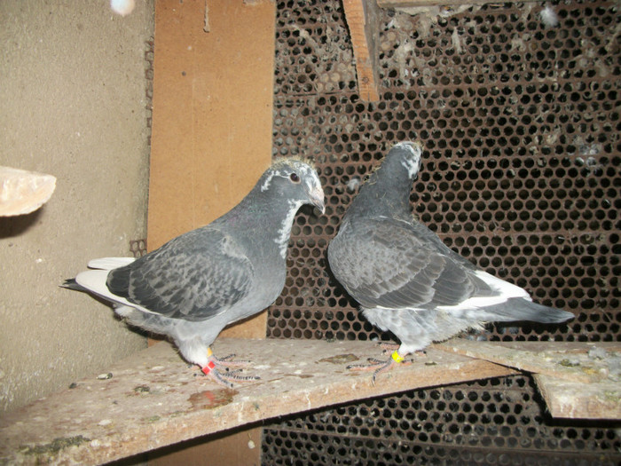 100_3956 - PUI 2012
