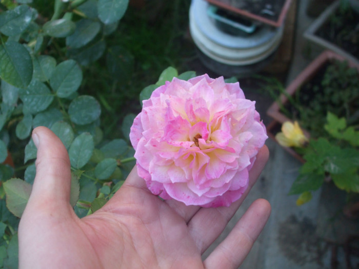 Florajet - vara 2012