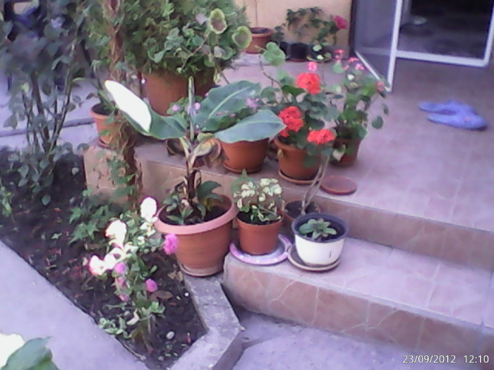 DSC_0000045 - gradina in septembrie