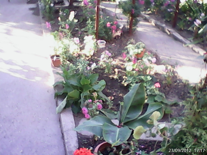 DSC_0000051 - gradina in septembrie