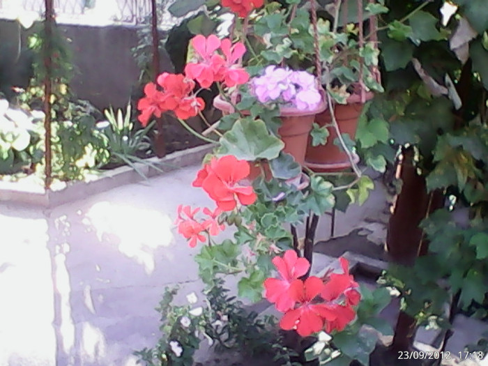 DSC_0000053 - gradina in septembrie