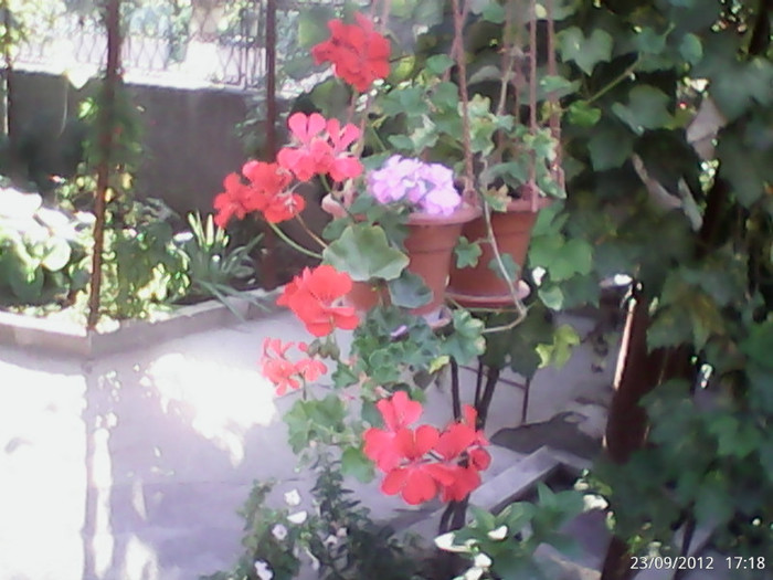 DSC_0000054 - gradina in septembrie