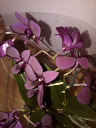 IMG01069-20121013-1333 - orhidee