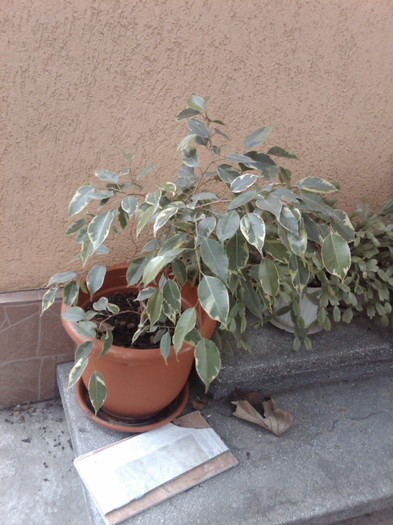 ficus benjamin bicolor - alte plante de interior