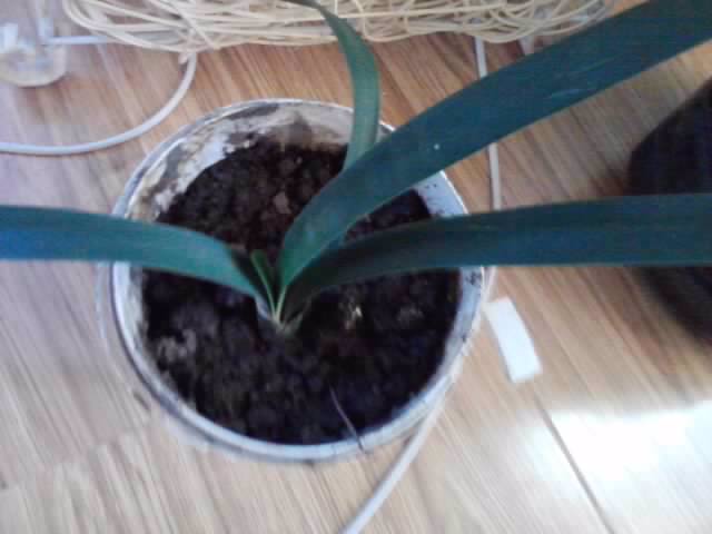 clivia cyrthanthiflora