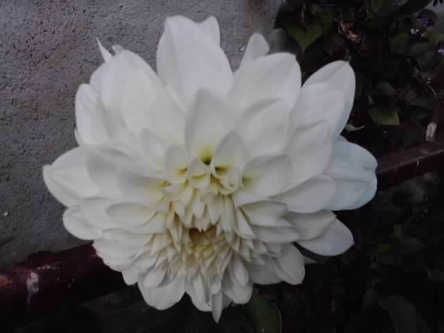 P101012_05.08_[01] - roze 2012-2