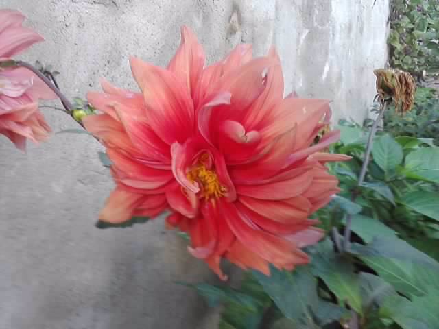 P101012_05.08_[05] - roze 2012-2