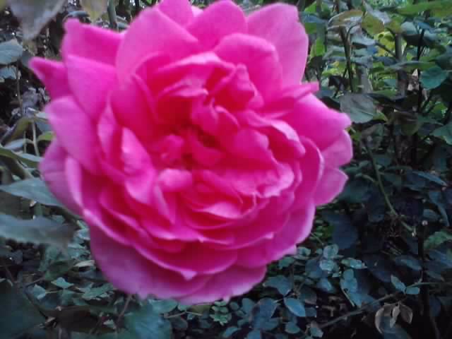 P121012_22.34 - roze 2012-2