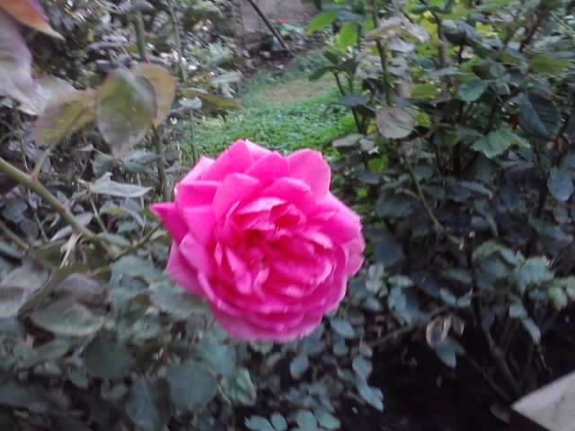 P121012_22.34_[01] - roze 2012-2