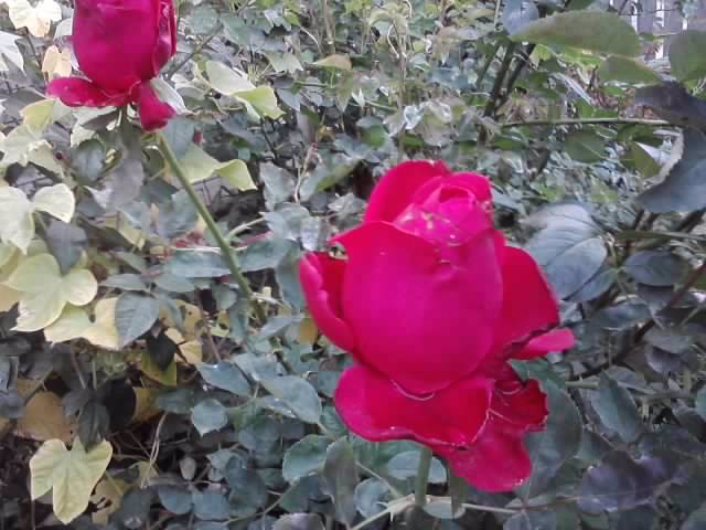 P121012_22.34_[02] - roze 2012-2