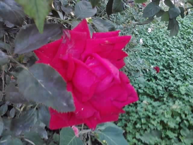 P121012_22.34_[03] - roze 2012-2