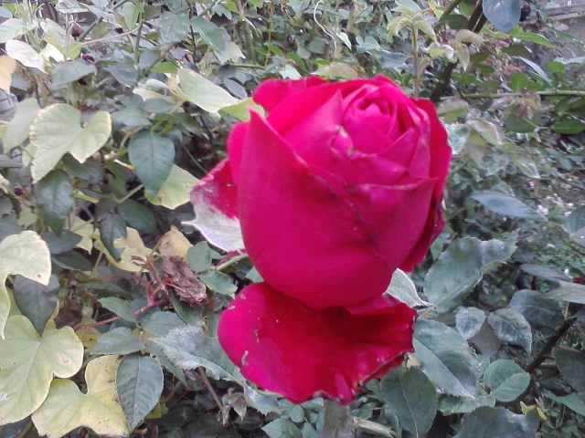 P121012_22.34_[04] - roze 2012-2