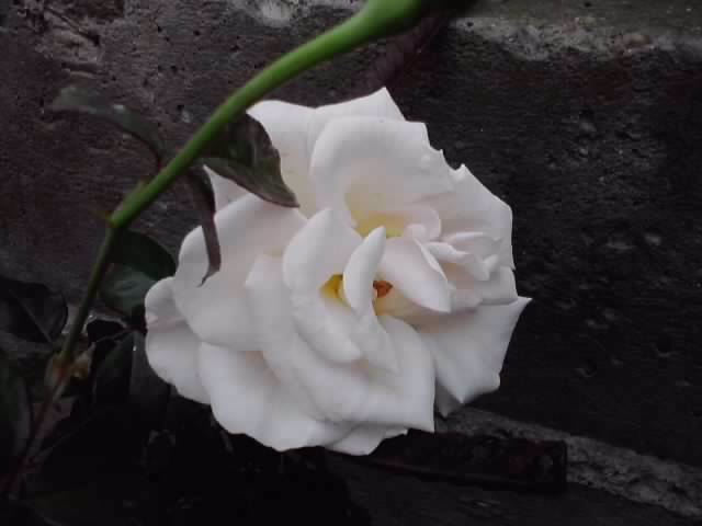 P121012_22.36_[01] - roze 2012-2