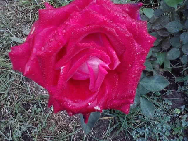 P121012_22.37_[01] - roze 2012-2