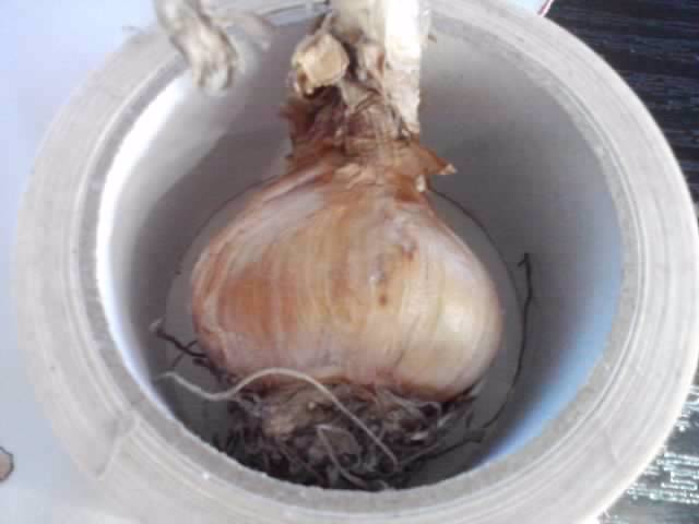 P141012_06.51_[01]; Bulb ghiocel giant

