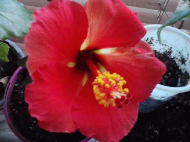 P141012_21.15_[02]; Starly winds
