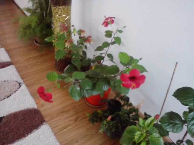 P141012_22.36 - hibiscusi 2o12