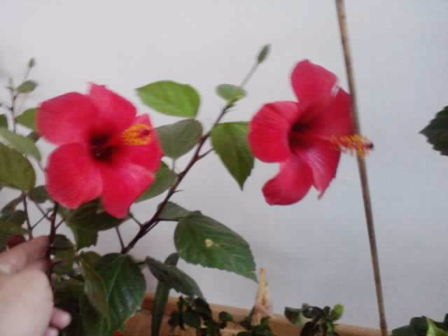 P141012_22.36_[03] - hibiscusi 2o12