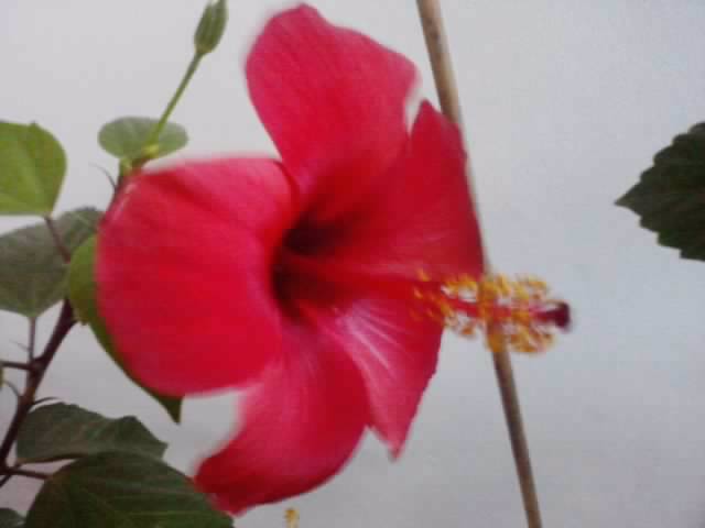 P141012_22.36_[04] - hibiscusi 2o12