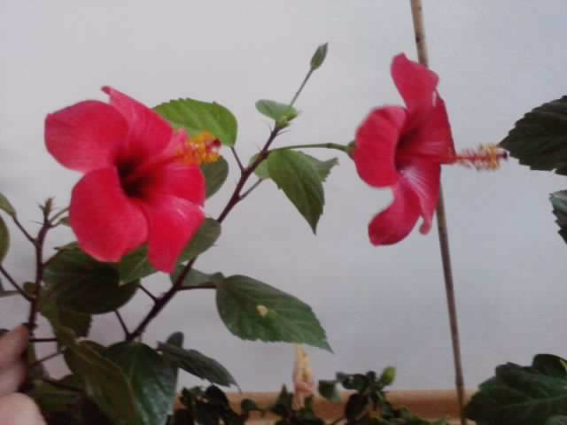 P141012_22.37 - hibiscusi 2o12