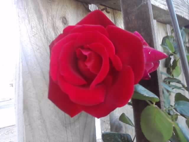 P141012_23.56_[06] - roze 2012-2