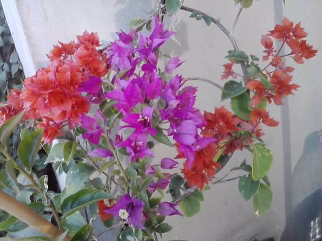 P141012_23.50_[01] - roze 2012-2