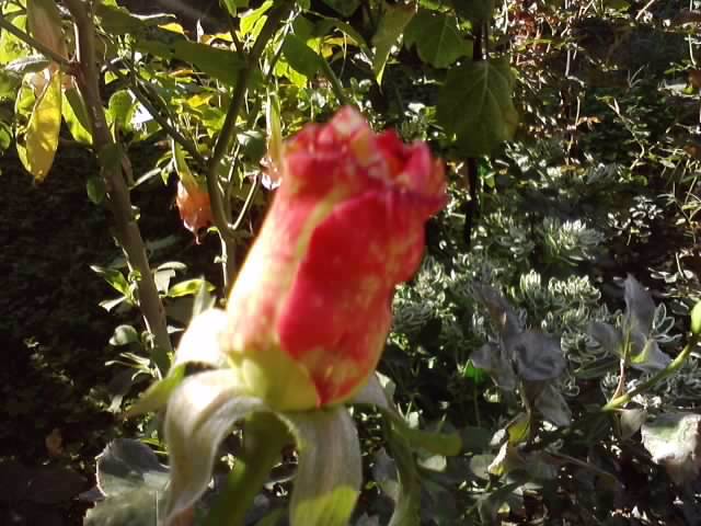 P141012_23.55 - roze 2012-2