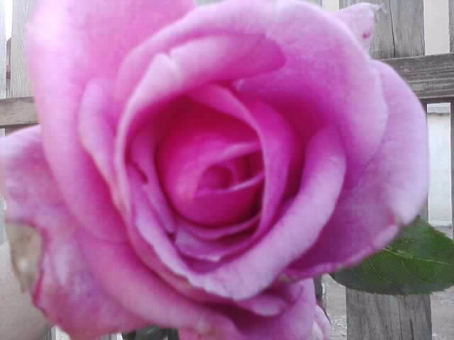 P141012_23.56_[03] - roze 2012-2