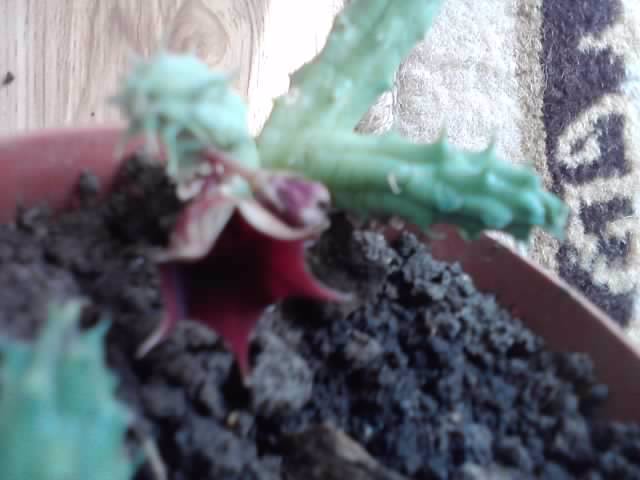 P151012_01.57 - cactusi si suculente