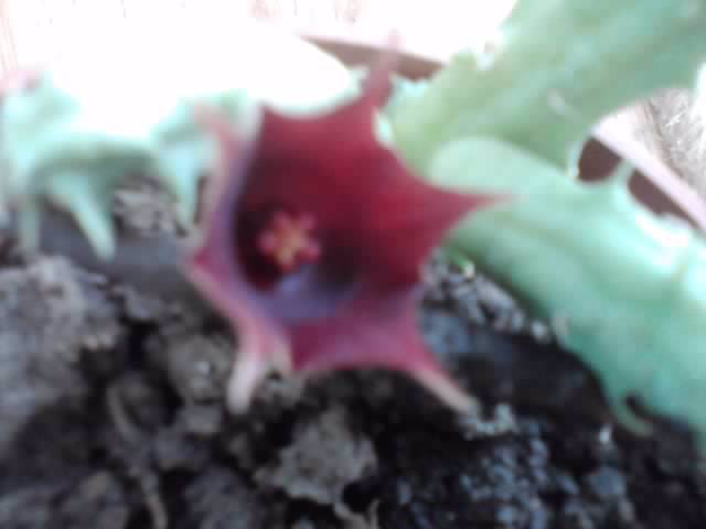 P151012_02.03_[02] - cactusi si suculente