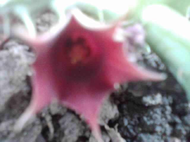 P151012_02.03_[03] - cactusi si suculente