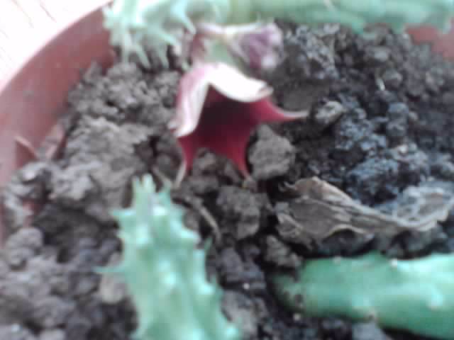 P151012_02.04_[01] - cactusi si suculente
