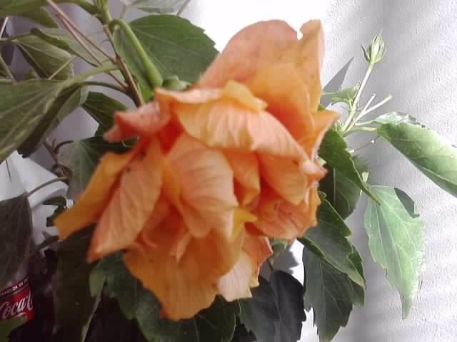 P161012_01.43_[01] - hibiscusi 2o12