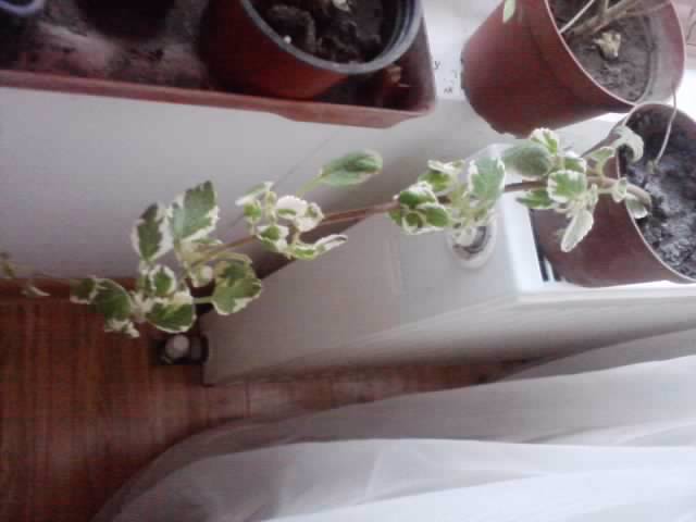P161012_07.30 - flori de interior